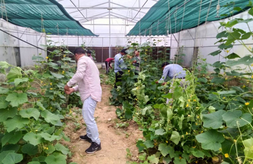 Research and Extension Centre, Selaqui